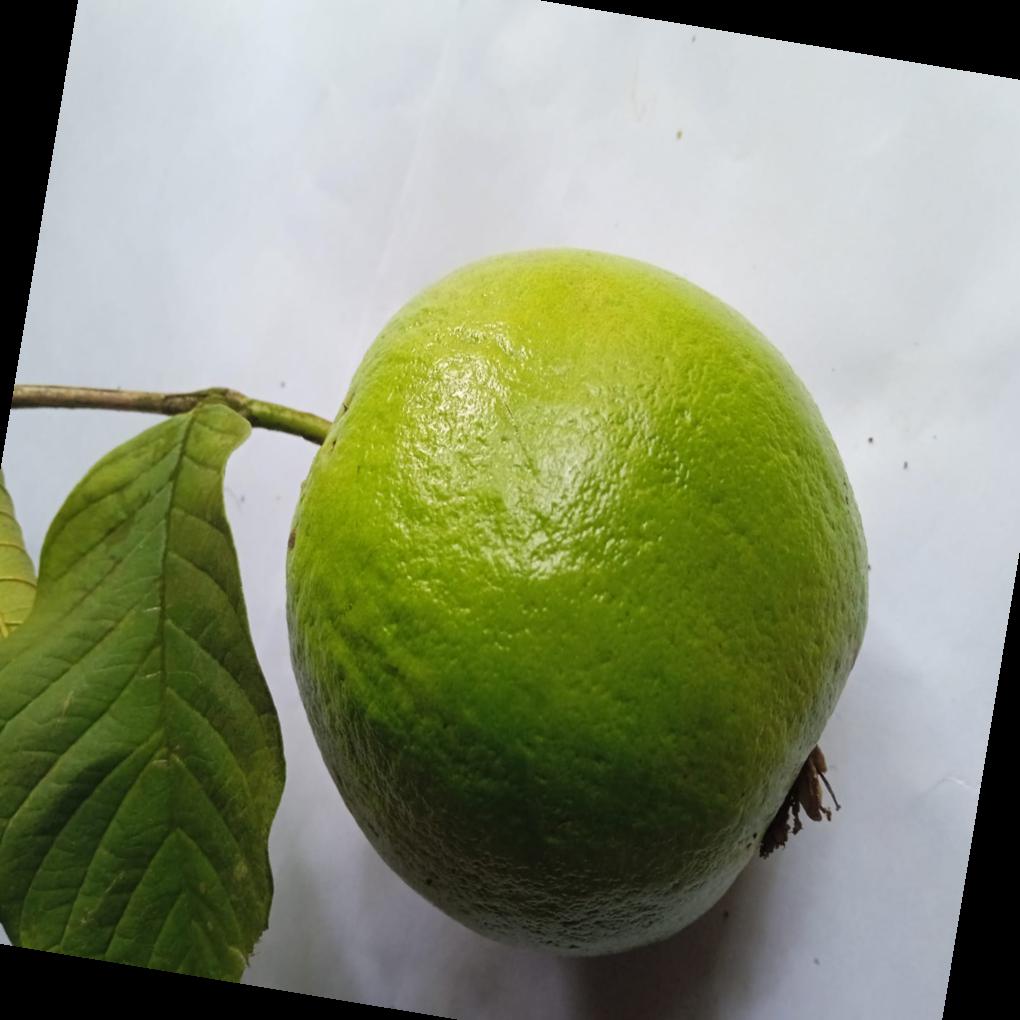 Guava Tag Guava Object Detection Model by IOT Project