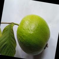 Guava project thumbnail