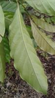 Coffee-leaf-disease project thumbnail