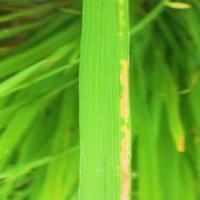 Rice Diseases project thumbnail