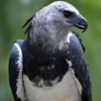 Bird project thumbnail