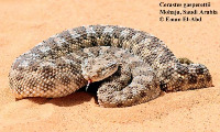 snakes_in_jordan project thumbnail