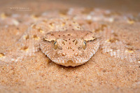 snake identification project thumbnail