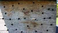 Bees project thumbnail