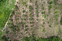 tree_detection project thumbnail