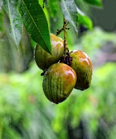 Fruit Classification Model by Phumiphat