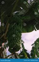 Fruit Ripeness Dataset - Roboflow Universe