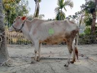 lameness project thumbnail