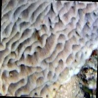 Coral_segmentation trained Instance Segmentation Model by Minor project 2