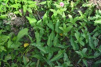 daun kangkung project thumbnail