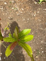 citra_daun_mangga_dan_nagka project thumbnail