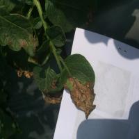 feuille_de_pomme_de_terre  project thumbnail