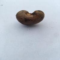CASHEW project thumbnail