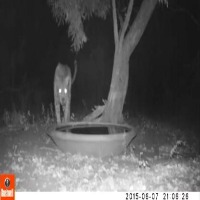 Dataset Image
