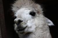 Alpaca Validation Annotation project thumbnail