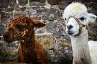 Alpaca Train Annotation project thumbnail