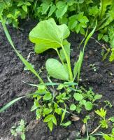 plant detector project thumbnail