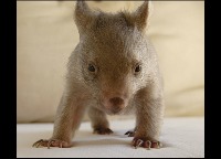 wombats project thumbnail