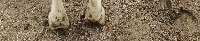 hoof_rear_1 project thumbnail