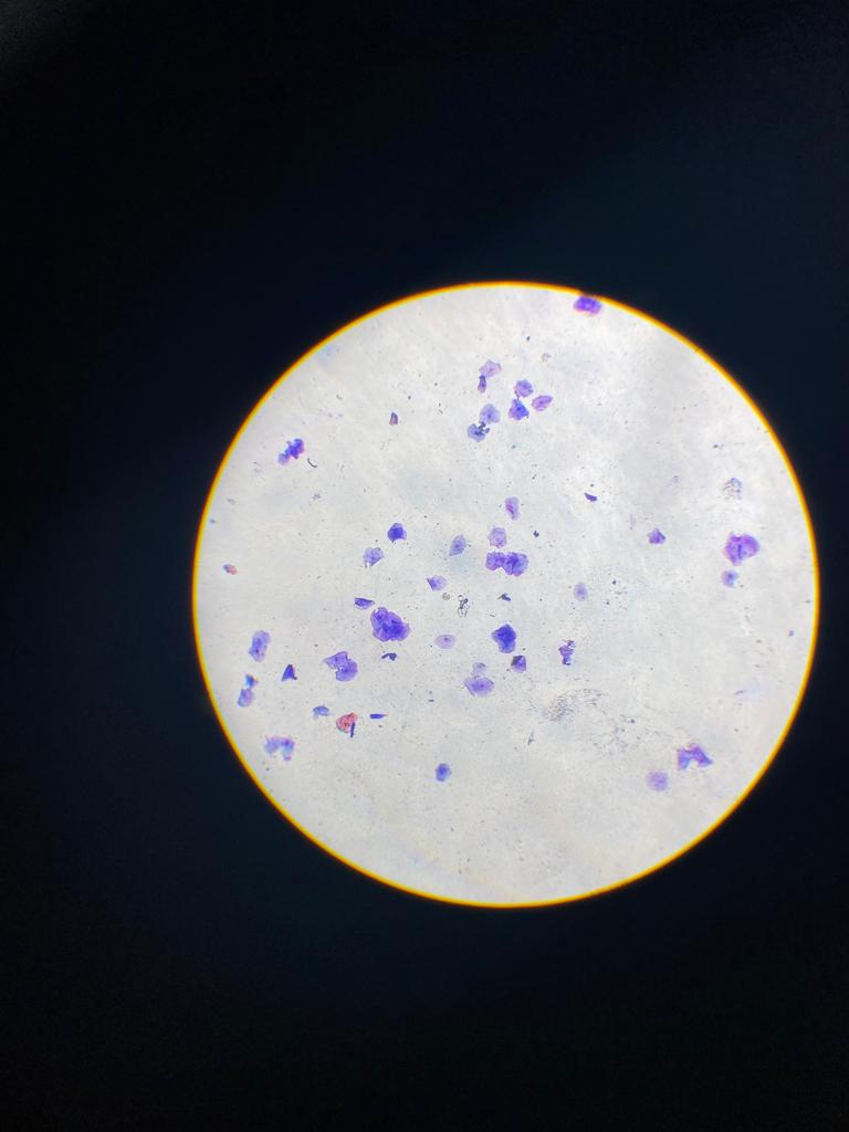 Cell Classification Object Detection Dataset By School