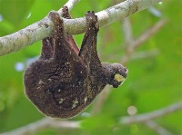 Wildlife animals PH project thumbnail