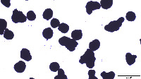 sz0nd4s pr0b4 m1kr0szk0p project thumbnail
