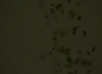 P0TY0GT4T0 project thumbnail