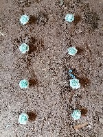 WeedDetection project thumbnail