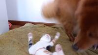 dogs and cats detection project thumbnail