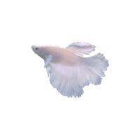 bird dog fish project thumbnail