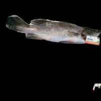 fish project thumbnail