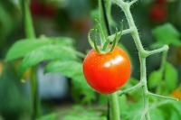 Layer 1 - Tomato Ripeness project thumbnail