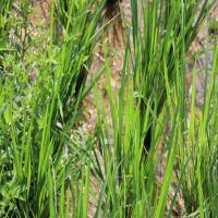 paddy weed project thumbnail