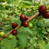 coffeeFruitResearch project thumbnail