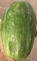 outdoor-papaya-classifier project thumbnail