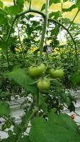tomato_od1 project thumbnail