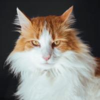 identifying cat color project thumbnail