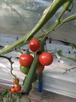 Tomato-segmentation project thumbnail