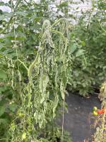 tomato_disease_detection project thumbnail