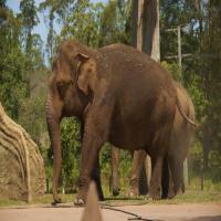 Deteksi-gajah project thumbnail