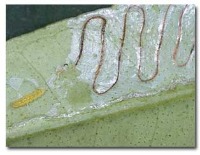 leaf-miner detect project thumbnail