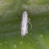 Phyllocnistis-citrella detect project thumbnail