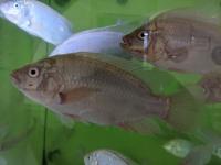 fish2 project thumbnail