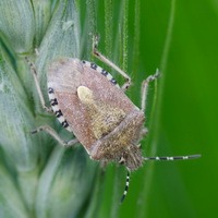 Pest classification and detectio project thumbnail