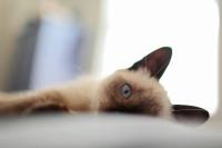 cat and dog project thumbnail
