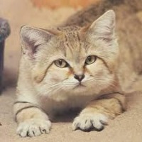 cat head detection project thumbnail