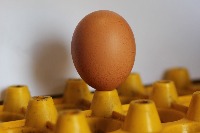 Egg detection project thumbnail