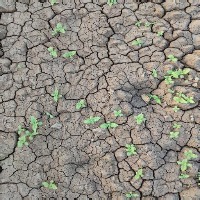 Crop or weed project thumbnail