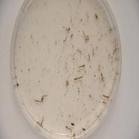 ROVER IS ROVERING project thumbnail