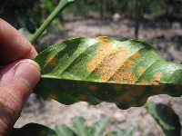 caffee diseases project thumbnail